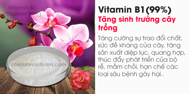 Vitamin B1 (Thiamin 99%) nguyên chất